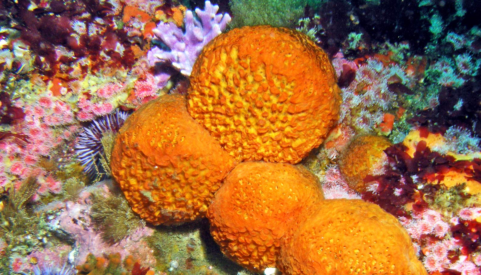 Tiny rods in sea sponges are awesome at not buckling - Futurity